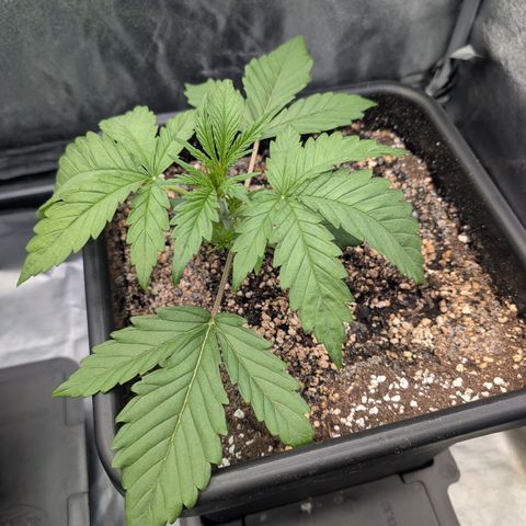 Gelato 44  growlog timeline photo