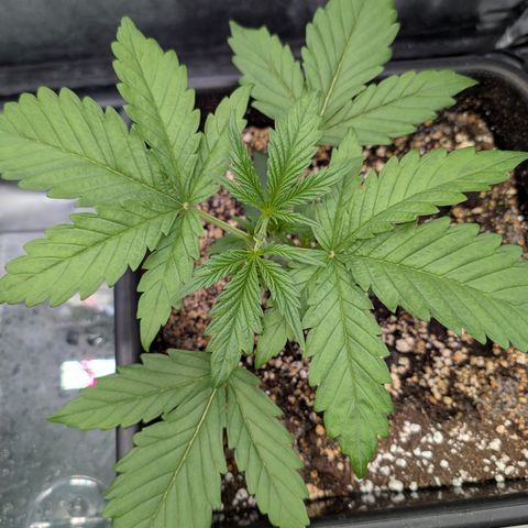 Gelato 44  growlog photo: Topped 