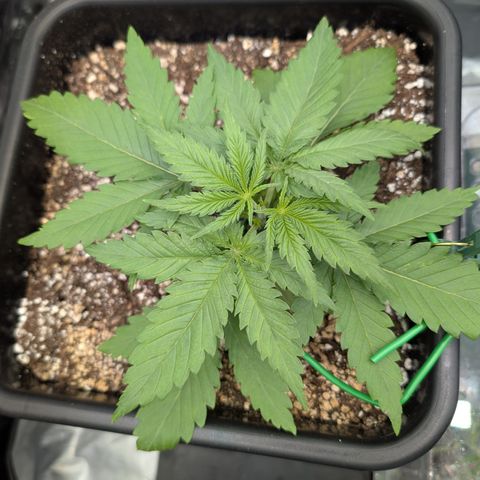 Kali Dog 🐕 growlog photo: Topped 