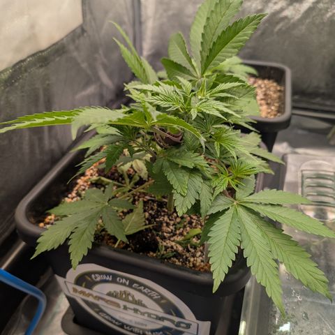 Buddha #3 growlog timeline photo