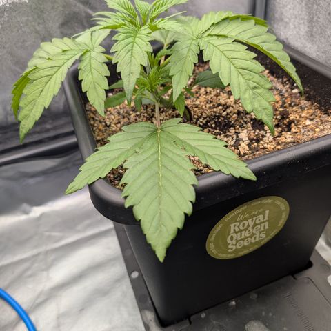 Gelato 44  growlog timeline photo