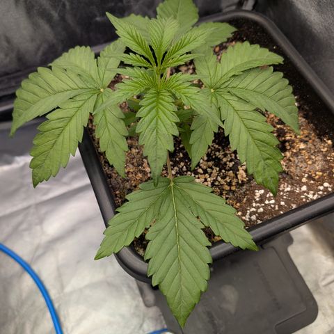 Gelato 44  growlog timeline photo