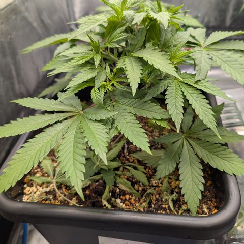 Buddha #3 growlog timeline photo