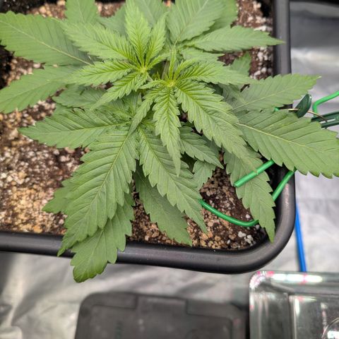 Kali Dog 🐕 growlog timeline photo