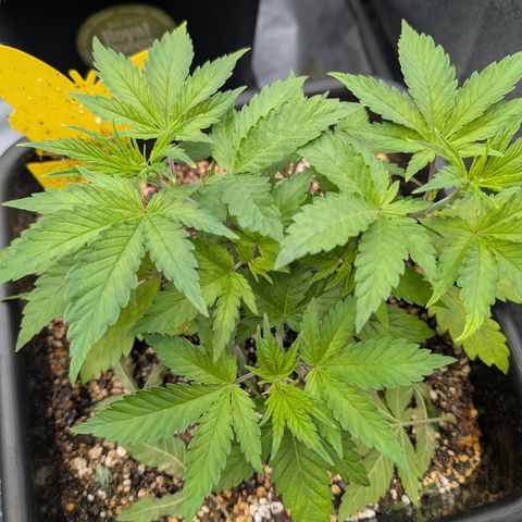 Buddha #2 growlog timeline photo