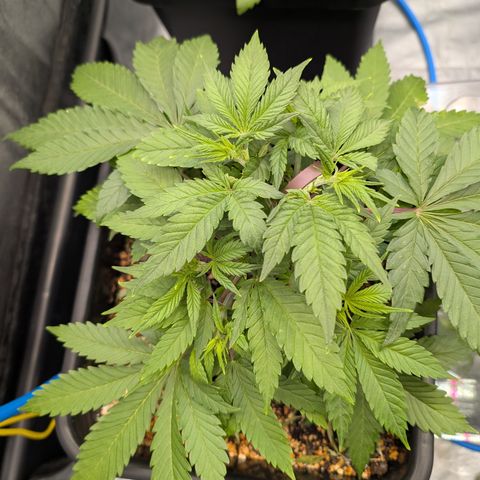 Buddha #3 growlog timeline photo