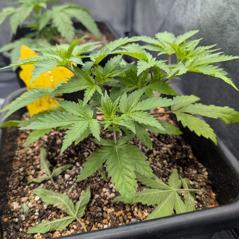Buddha #2 growlog timeline photo
