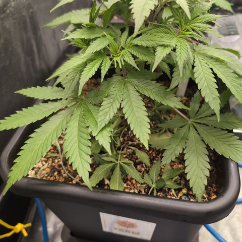 Buddha #3 growlog timeline photo