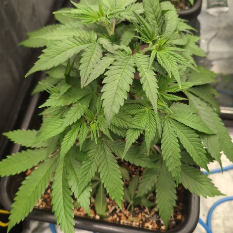Buddha #3 growlog timeline photo