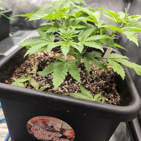Buddha #2 growlog timeline photo