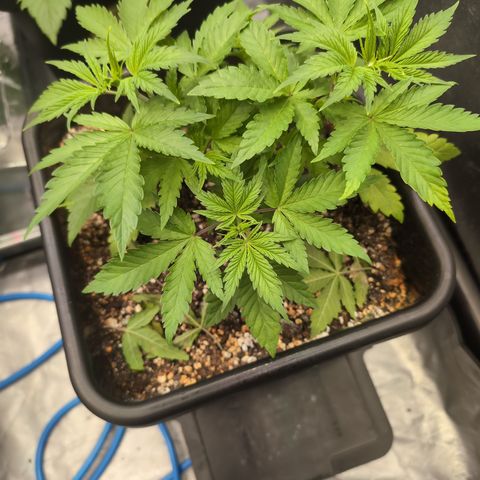 Buddha #2 growlog timeline photo