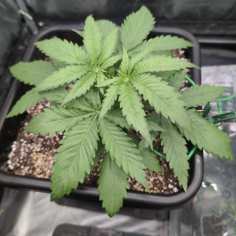 Kali Dog 🐕 growlog timeline photo