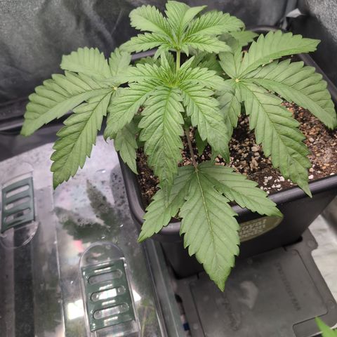 Gelato 44  growlog timeline photo