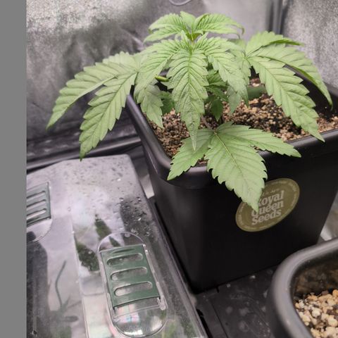 Gelato 44  growlog timeline photo