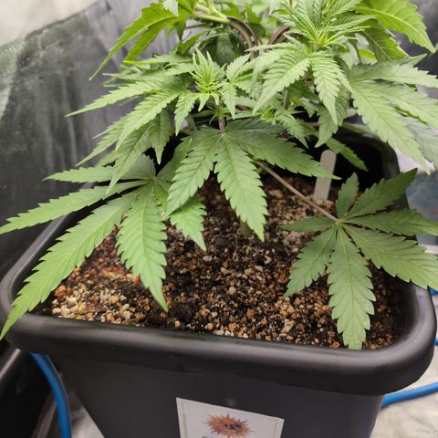 Buddha #3 growlog timeline photo