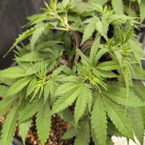 Buddha #3 growlog timeline photo
