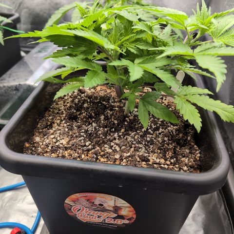 Buddha #2 growlog timeline photo