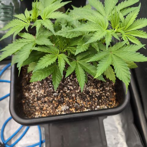 Buddha #2 growlog timeline photo