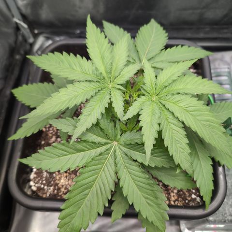 Kali Dog 🐕 growlog timeline photo