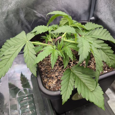 Gelato 44  growlog timeline photo