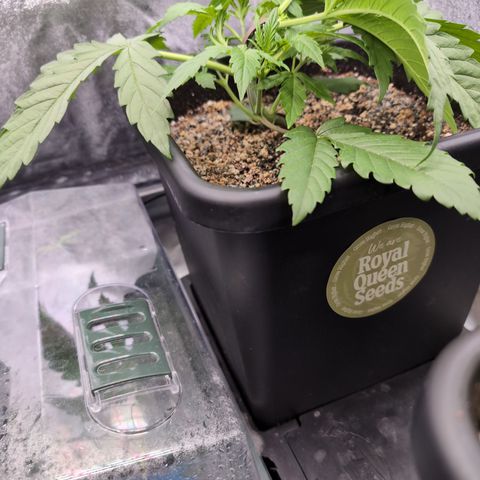 Gelato 44  growlog timeline photo