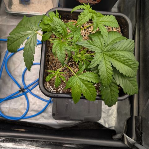 Gelato 44  growlog timeline photo