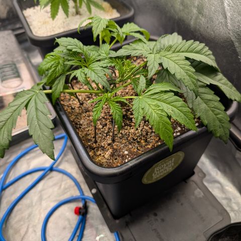Gelato 44  growlog timeline photo