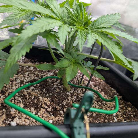 Kali Dog 🐕 growlog timeline photo