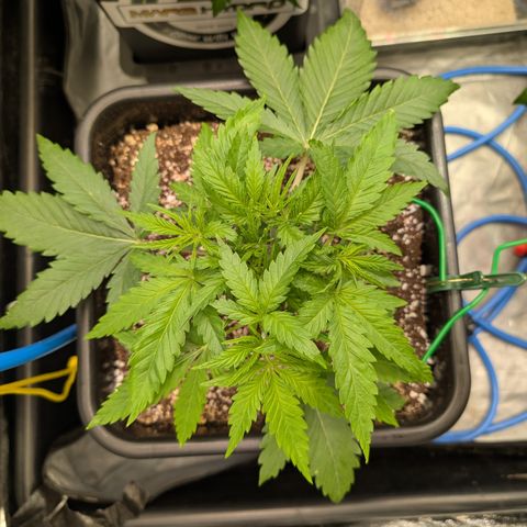 Kali Dog 🐕 growlog timeline photo