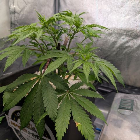 Buddha #3 growlog timeline photo