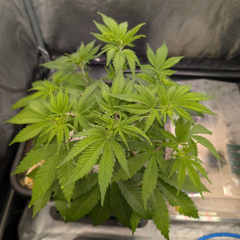 Buddha #3 growlog timeline photo