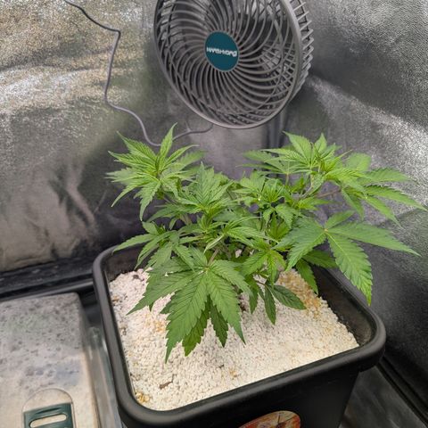 Buddha #2 growlog timeline photo
