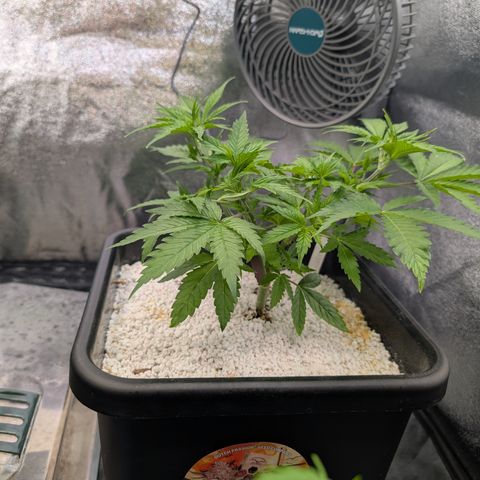 Buddha #2 growlog timeline photo