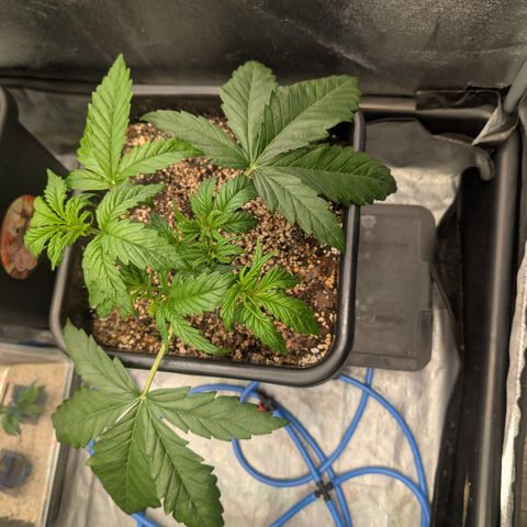 Gelato 44  growlog timeline photo