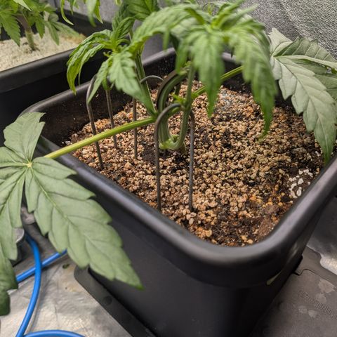 Gelato 44  growlog timeline photo