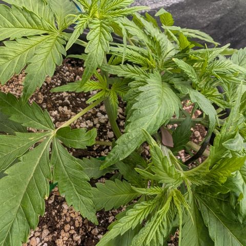 Kali Dog 🐕 growlog timeline photo