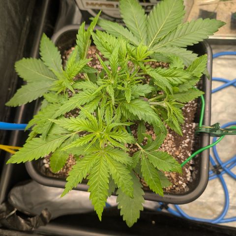 Kali Dog 🐕 growlog timeline photo