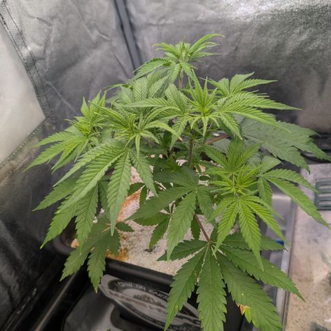 Buddha #3 growlog timeline photo