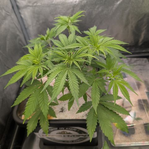 Buddha #3 growlog timeline photo