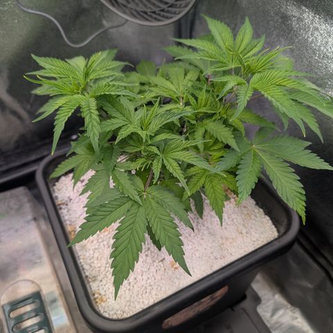 Buddha #2 growlog timeline photo