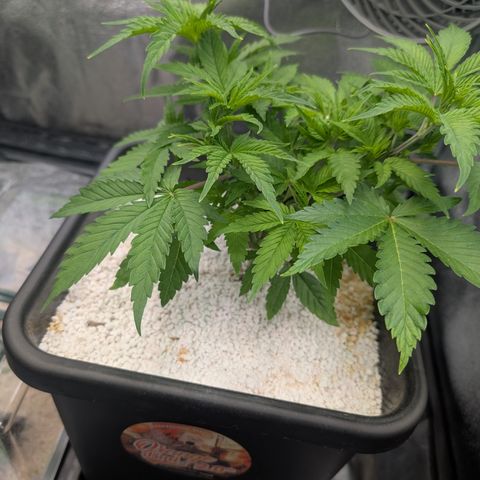 Buddha #2 growlog timeline photo