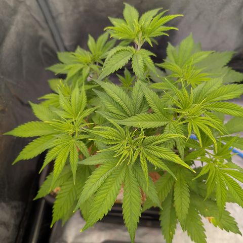 Buddha #3 growlog timeline photo