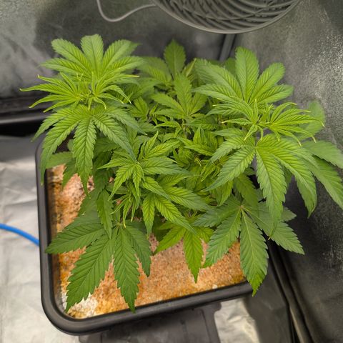 Buddha #2 growlog timeline photo