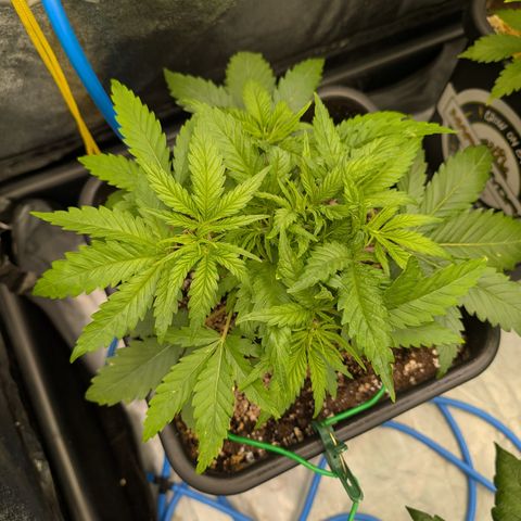 Kali Dog 🐕 growlog timeline photo