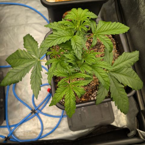 Gelato 44  growlog timeline photo
