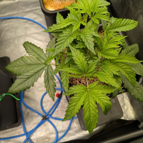 Gelato 44  growlog timeline photo