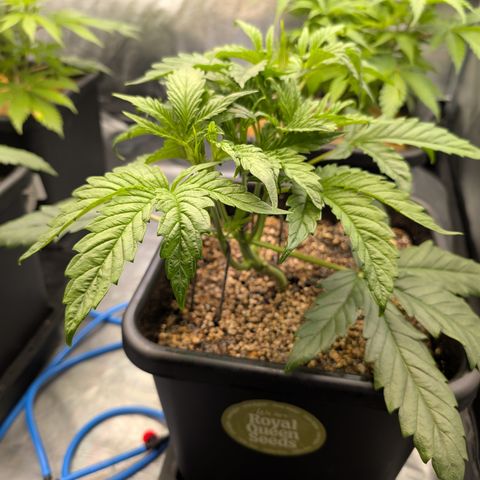 Gelato 44  growlog timeline photo
