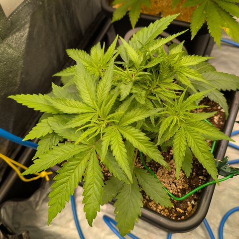 Kali Dog 🐕 growlog timeline photo