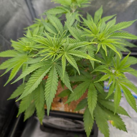 Buddha #3 growlog timeline photo