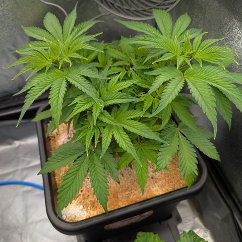 Buddha #2 growlog timeline photo